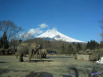 zou&fuji