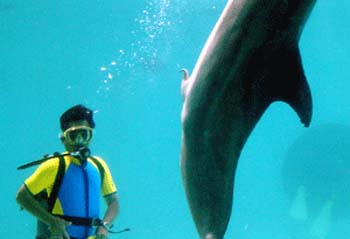 dolphin4